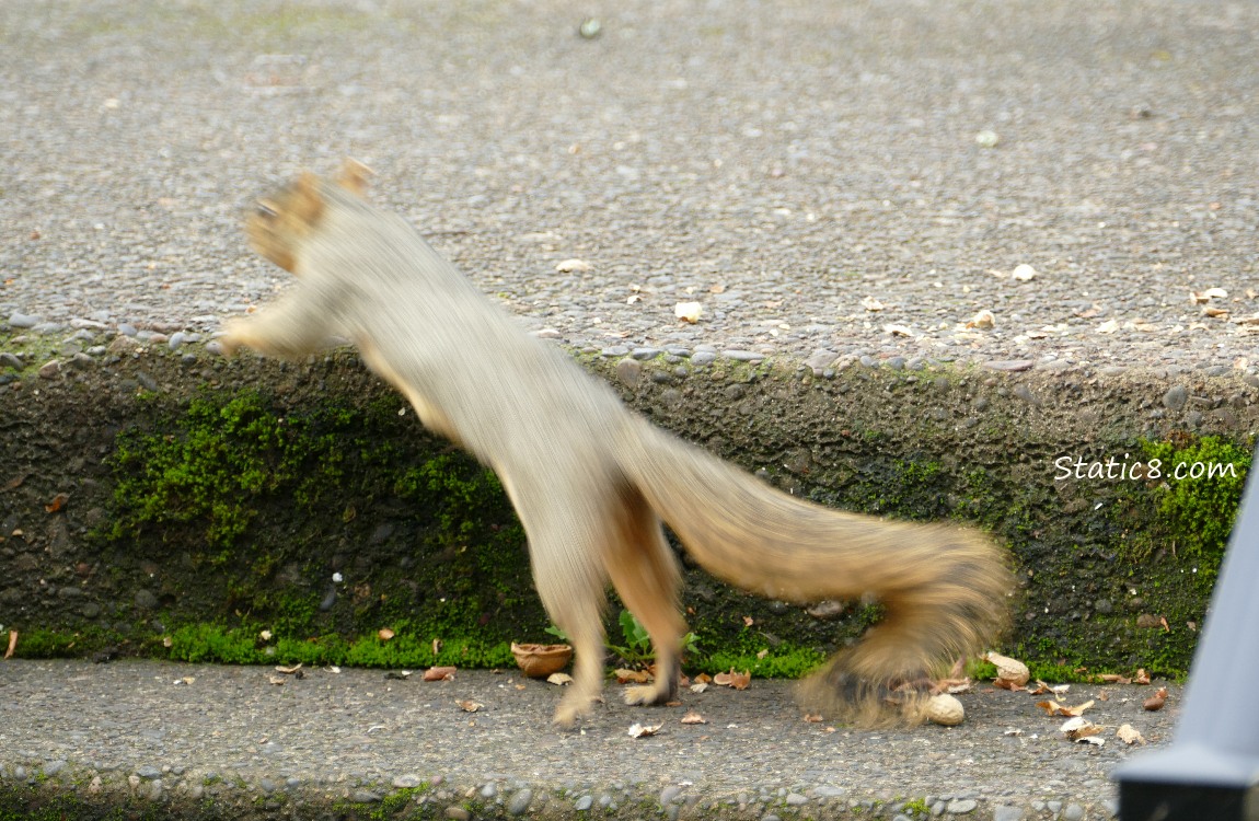 Motion blur Squirrel jumping up a step