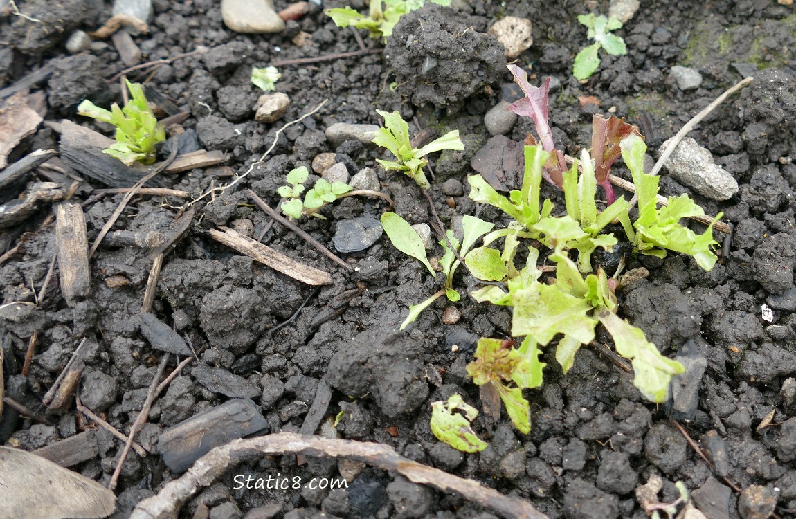 Munched Lettuce seedlings
