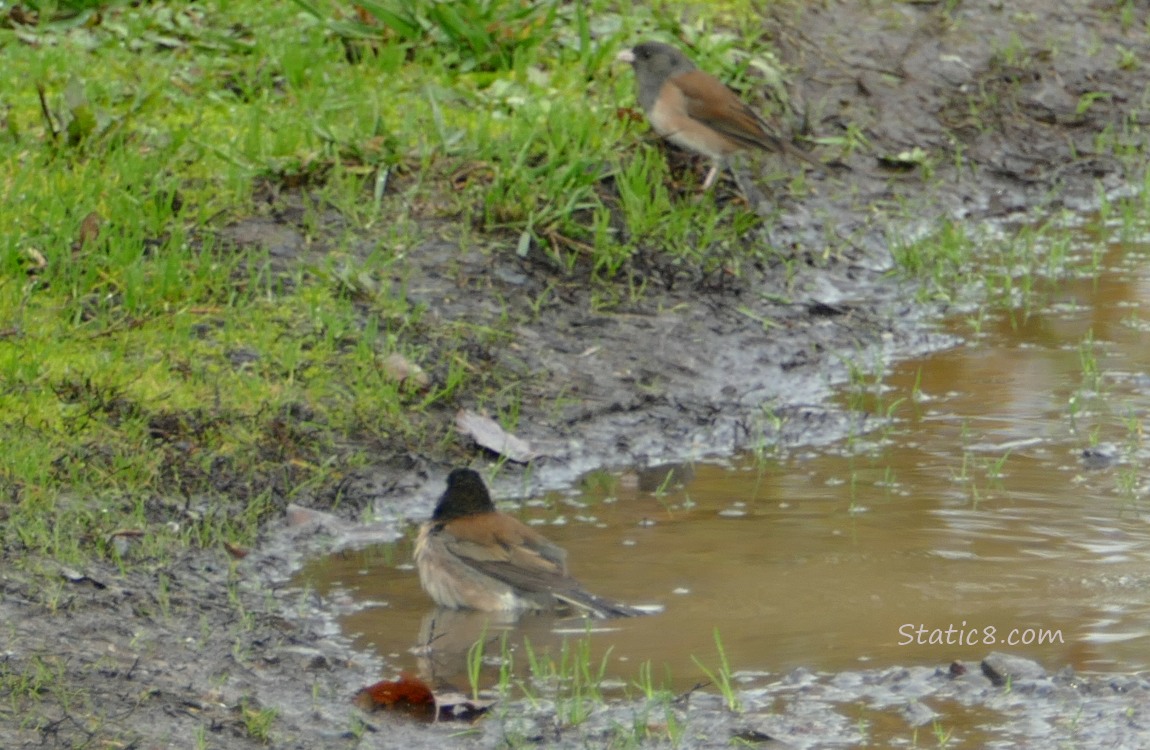 Junco sitting in a puddle