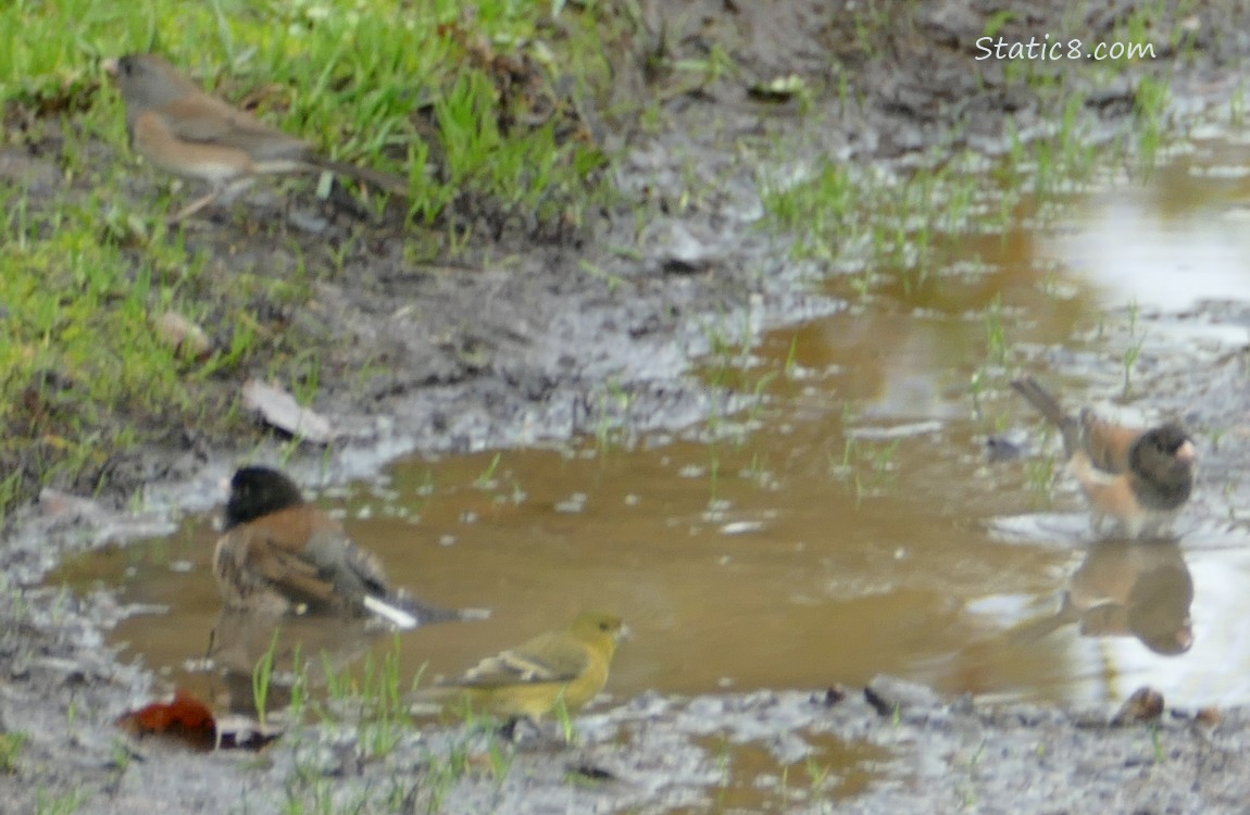 Birds bathing in a puddle