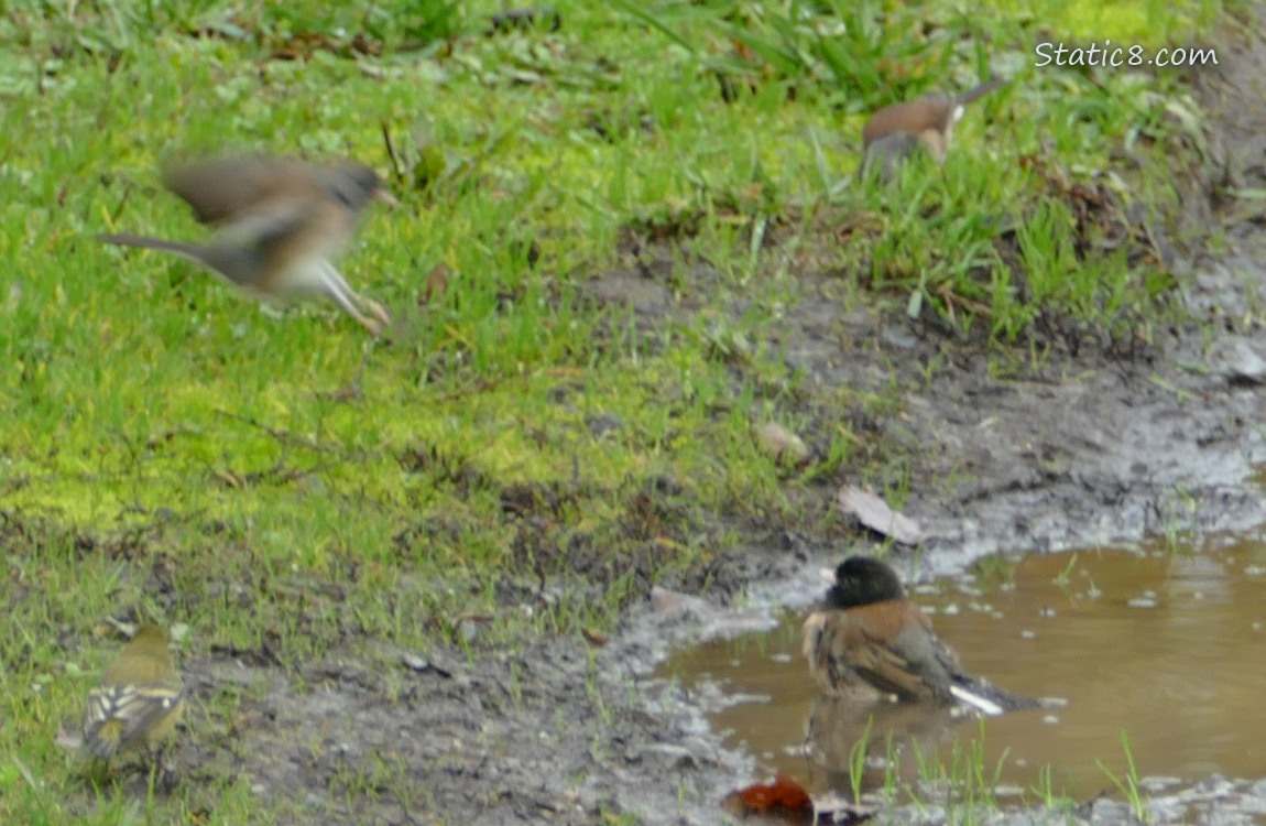 Junco flying down to a puddle to bath