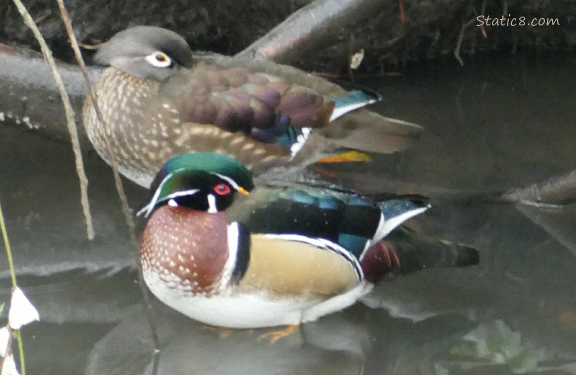 Pair of Wood Ducks napping near the bank of the creek