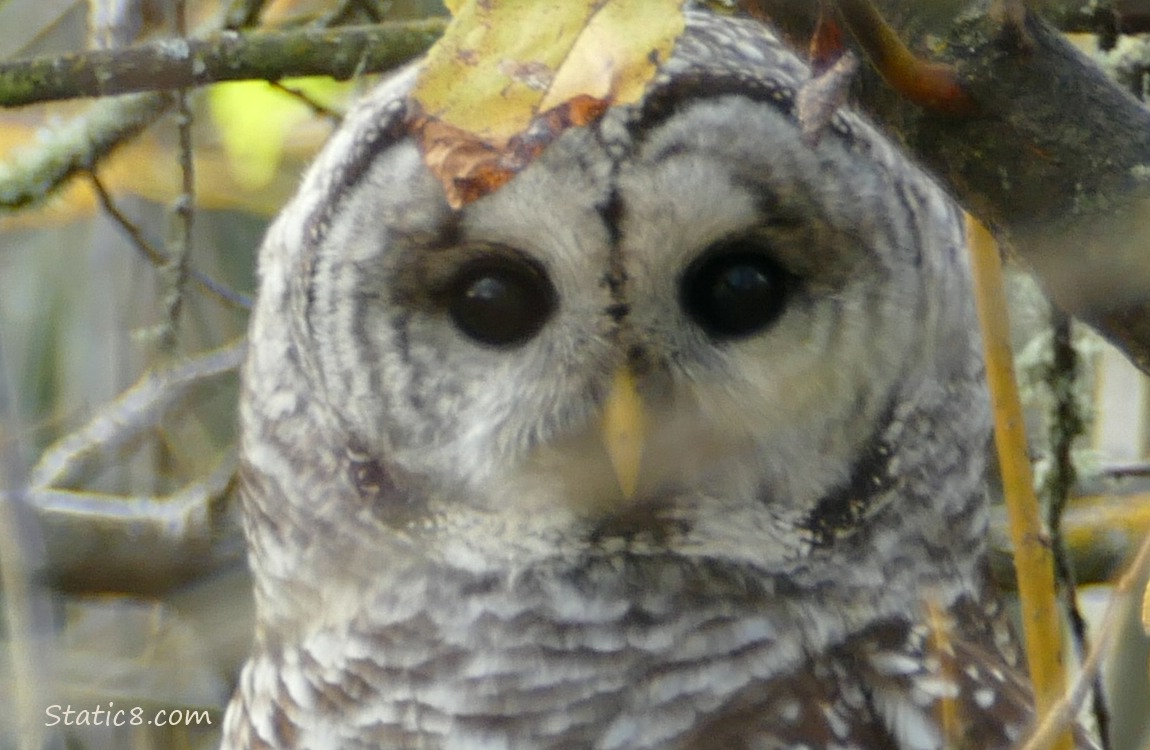 Close up of a Barred Owls face