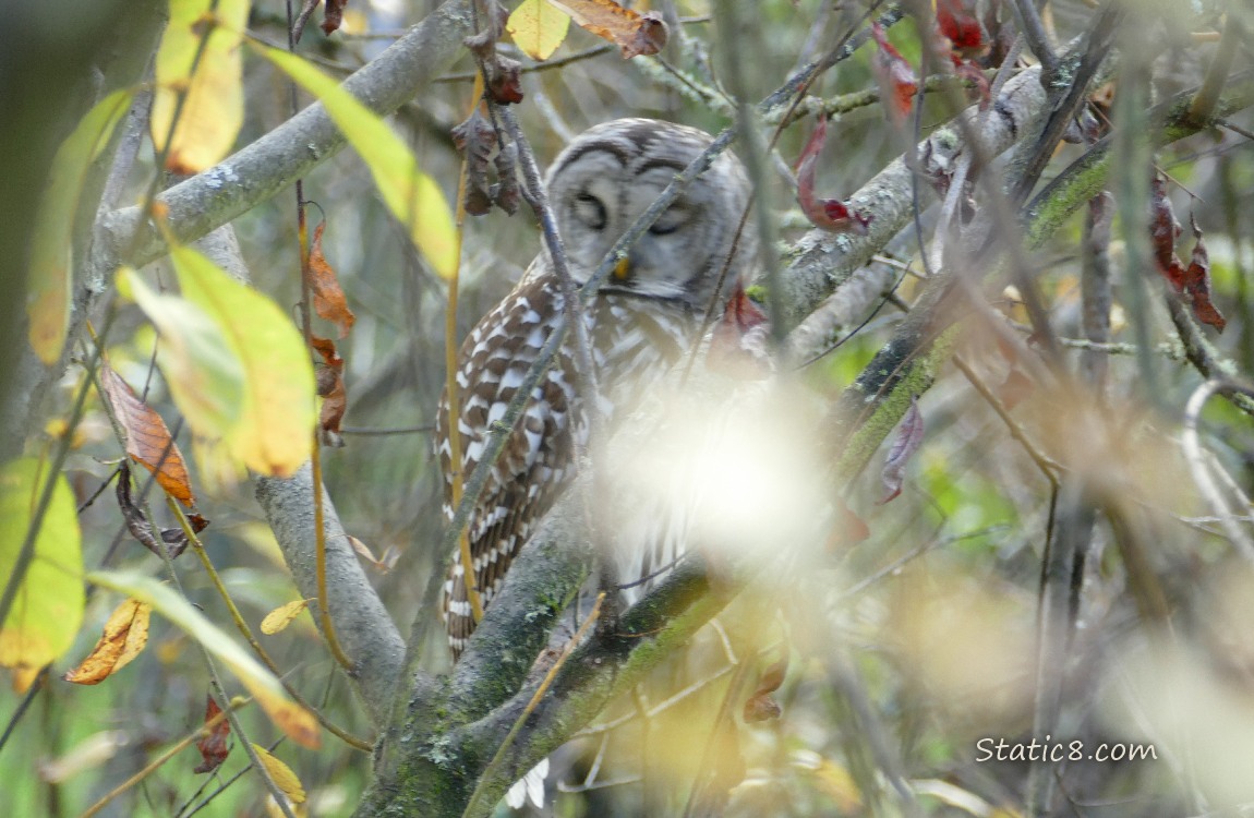 Barred Owl with closed eyes, sitting in a tree