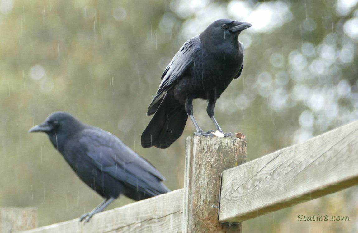 Two Crows standing on a wood fence, with rain coming down