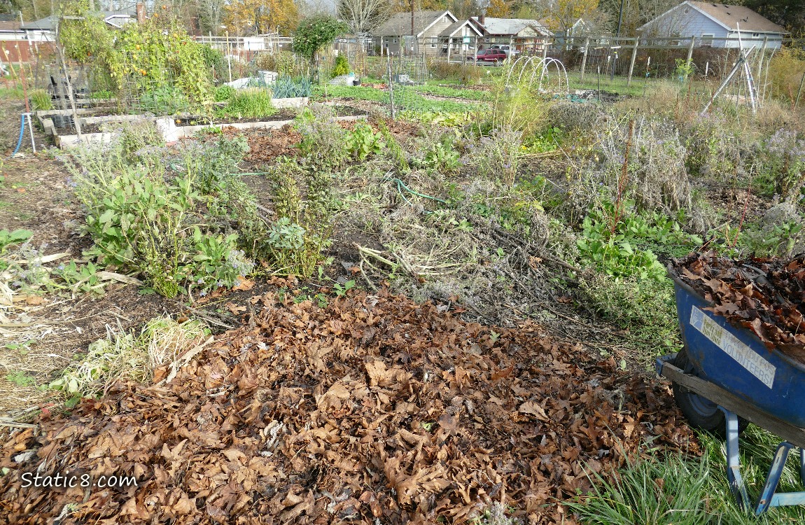 garden plot with a wheel barrow