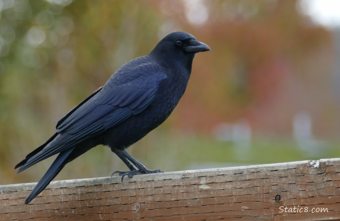 Crow standing on a wood fence