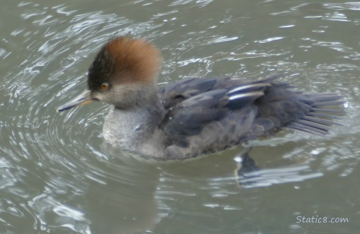 Female Hooded Merganser paddling on the water