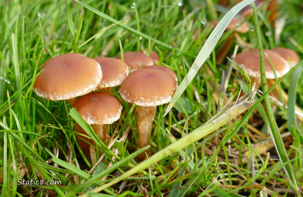 Mushrooms in the grass