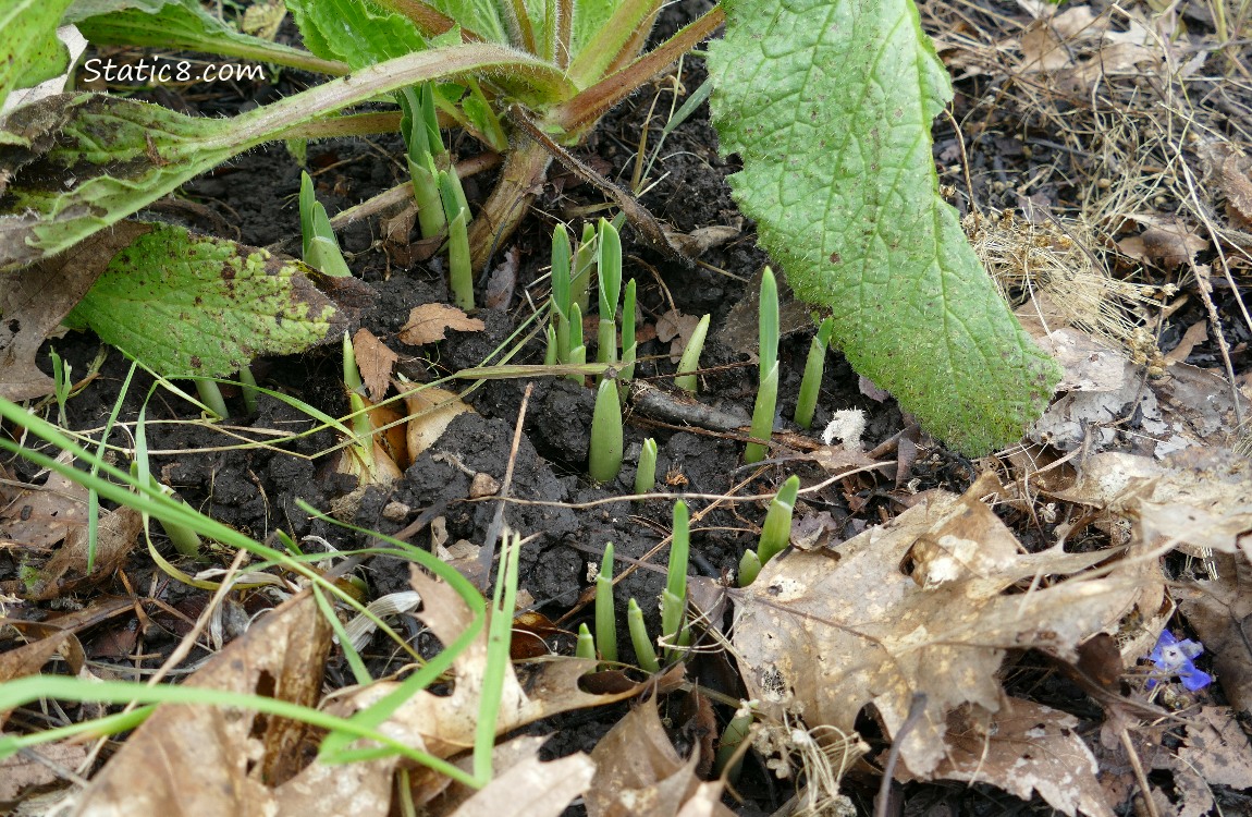 Elephant Garlic leaves poking up out of the ground