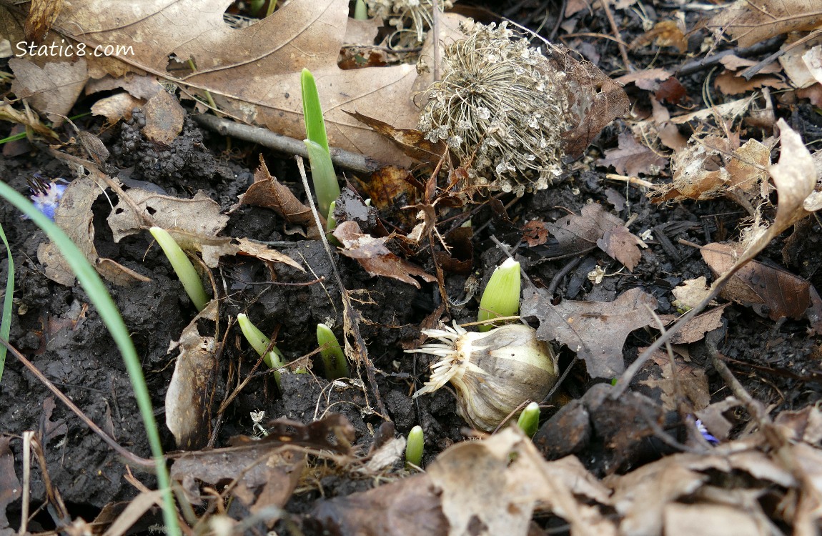 Elephant Garlic poking up leaves