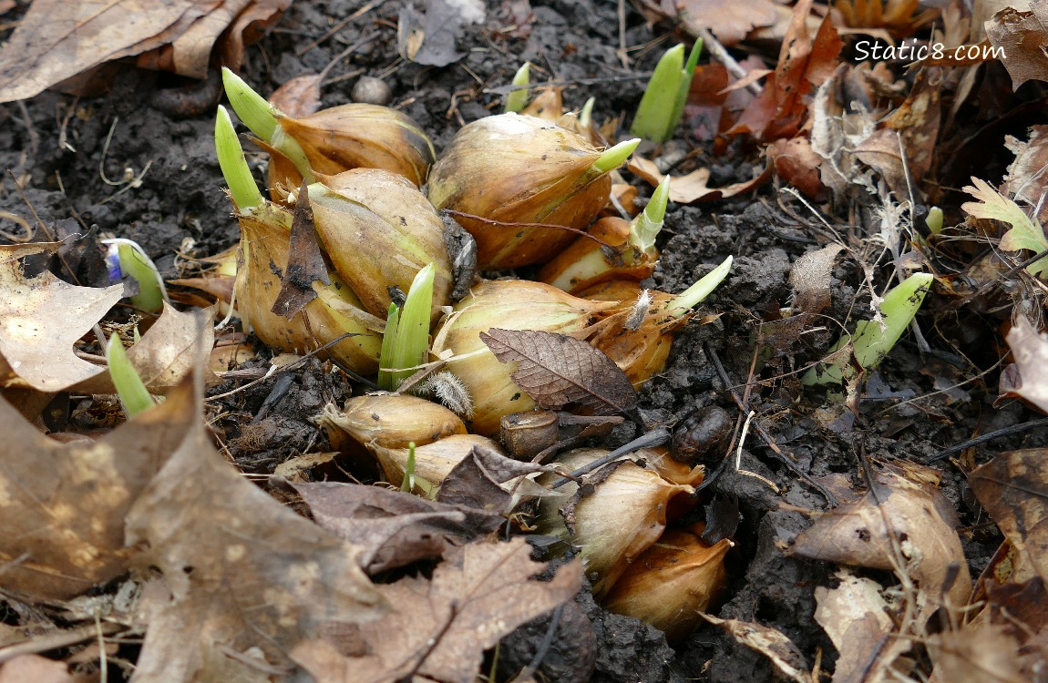 Elephant Garlics growing in the dirt