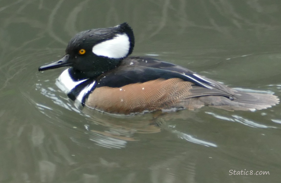 Hooded Merganser paddling on the water
