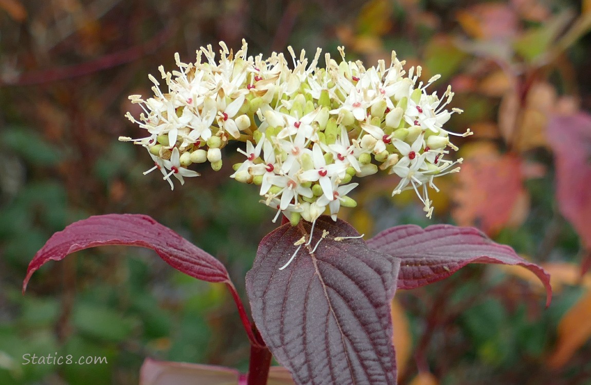 Red Osier Dogwood bloom