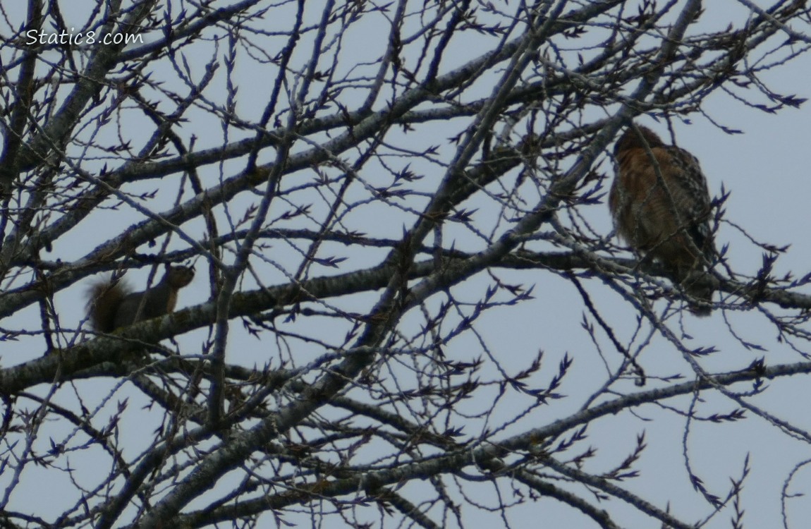 Silhouette of a squirrel and a hawk in a winter bare tree