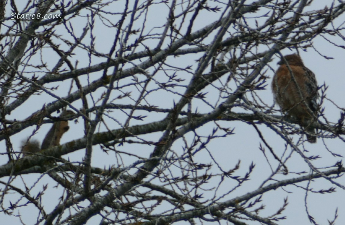 Silhouette of a squirrel and a hawk in a winter bare tree