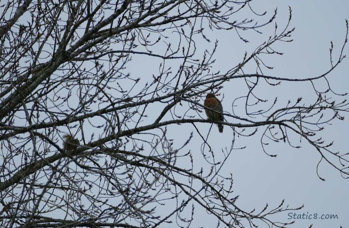 Silhouette of a squirrel and a hawk in a winter bare tree