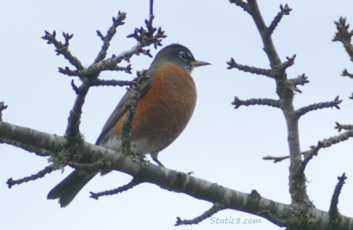 American Robin standing up on a bare branch