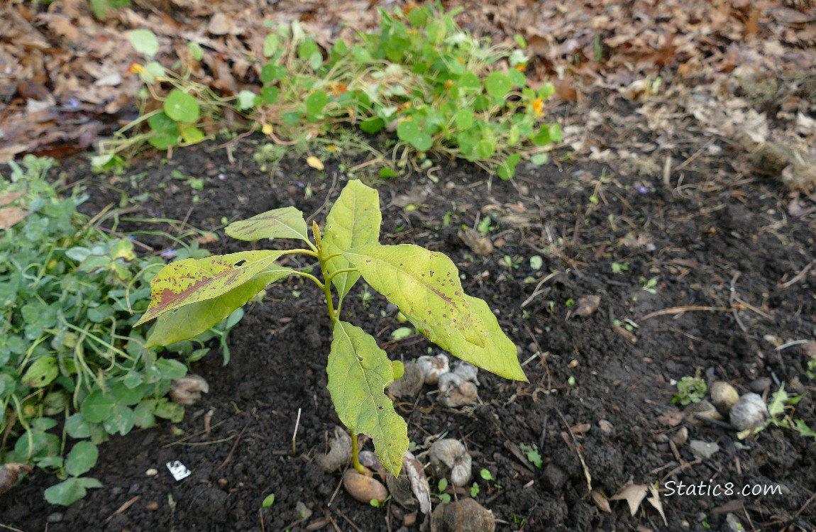 Small Avocado tree growing in the dirt