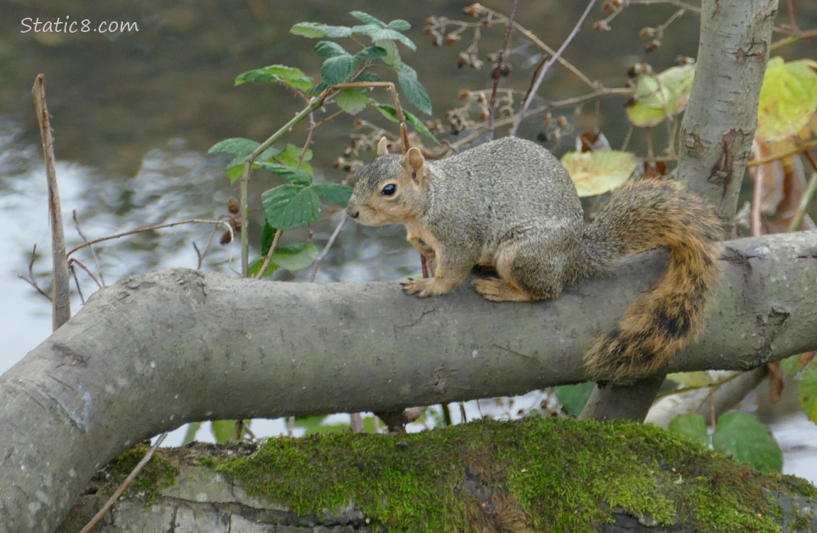 Squirrel sitting on a log in front of the creek