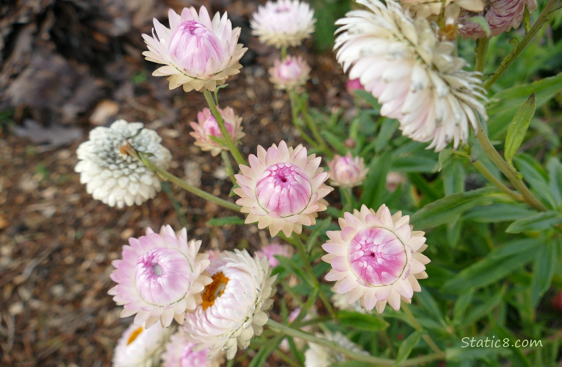 Light pink Strawflower blooms