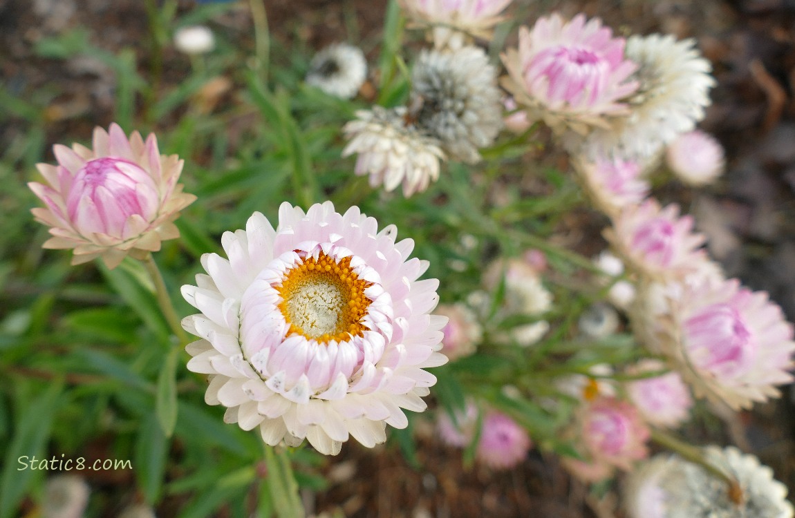 Light pink Strawflower blooms