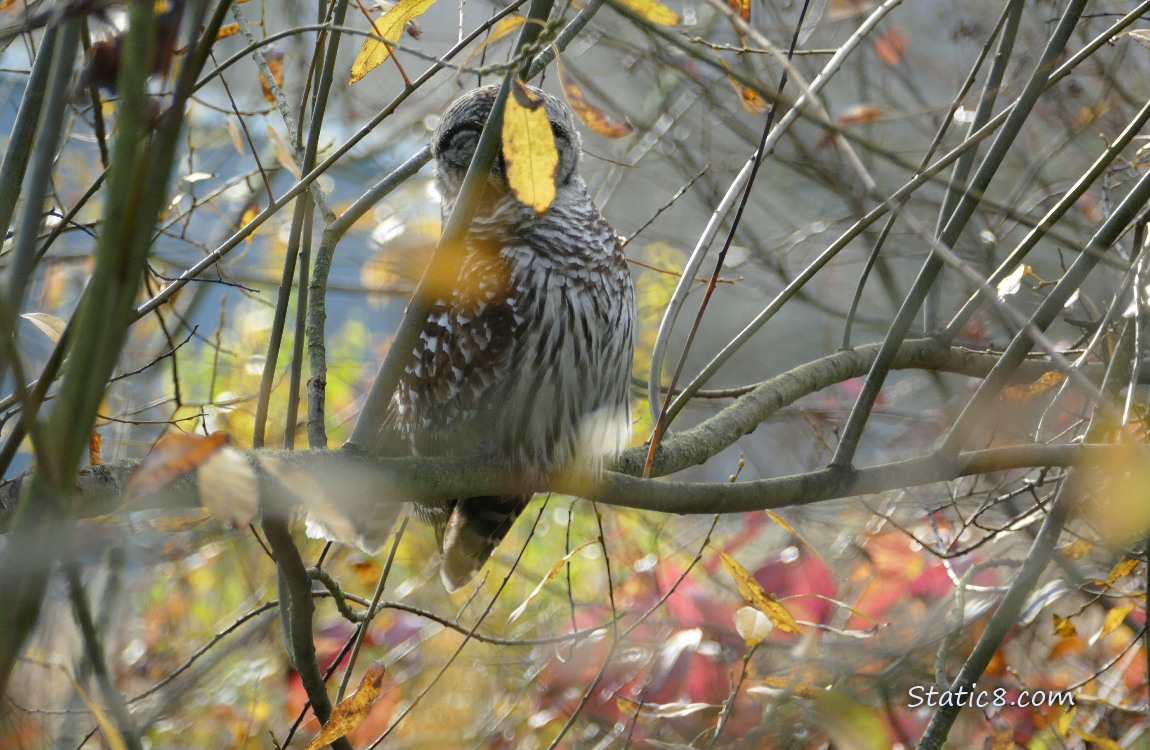 Leaf in front of the face of an owl