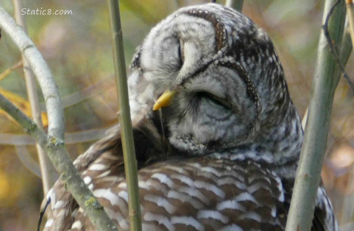 Close up of an Owl preening a feather