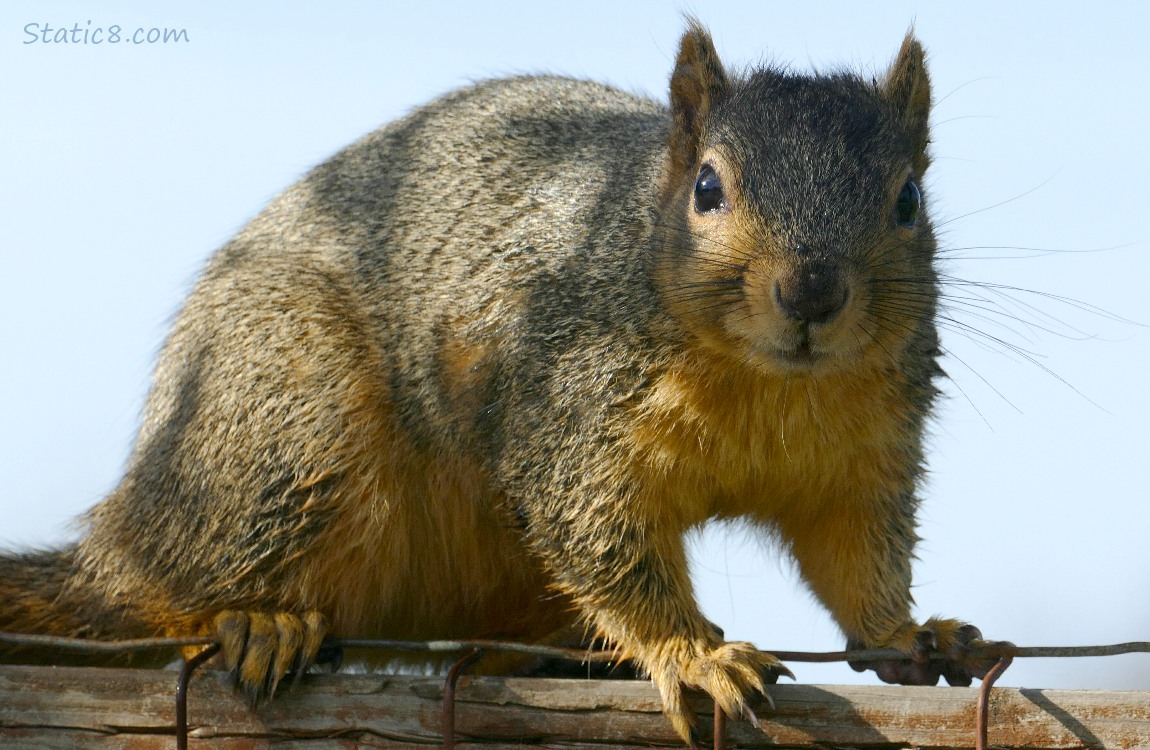Squirrel sitting on a wood fence