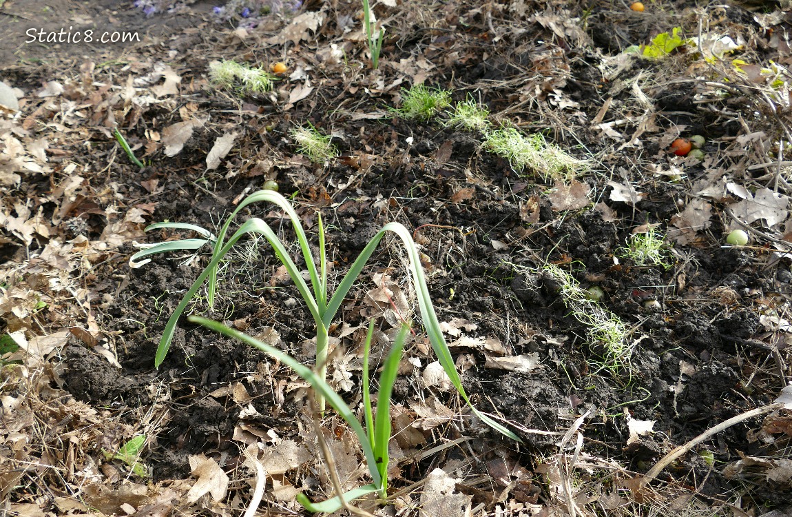 Leeks growing