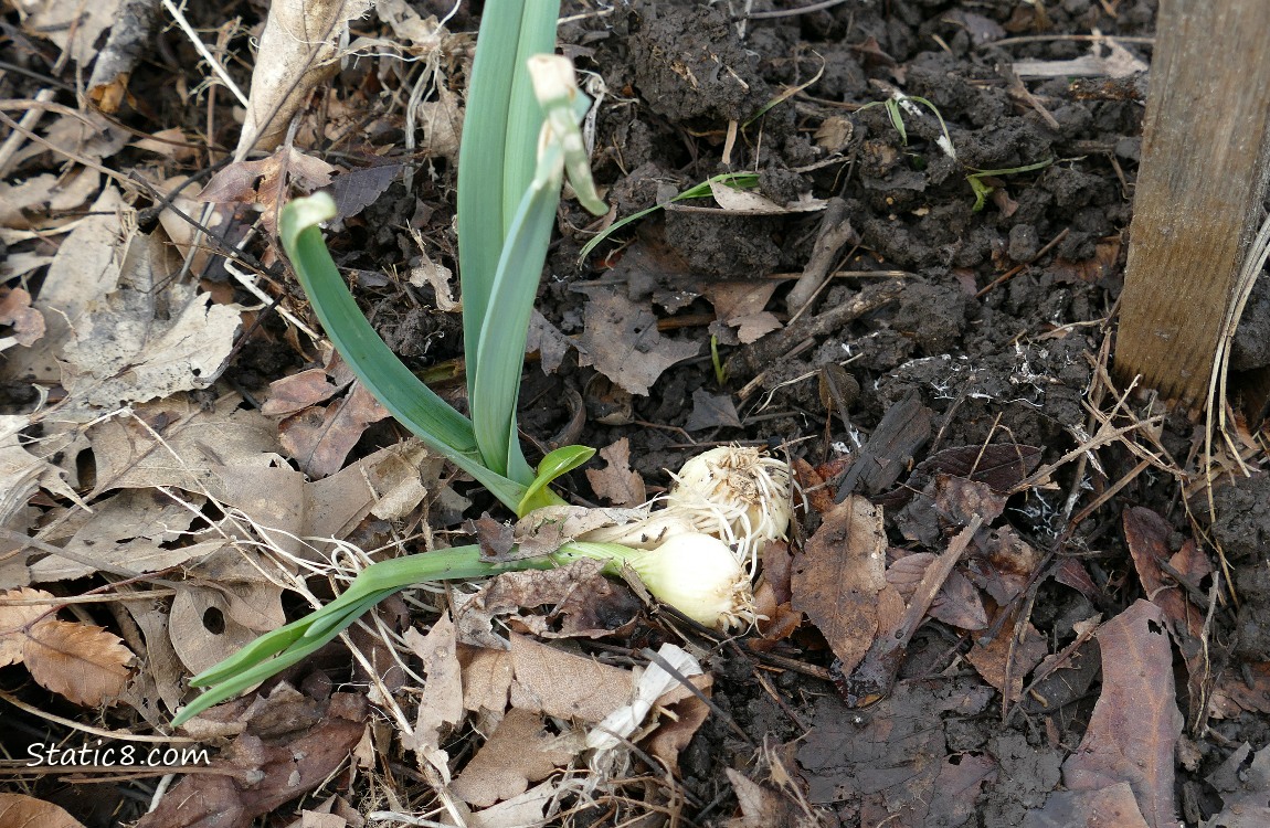 Leeks laying on top of the dirt with their roots exposed