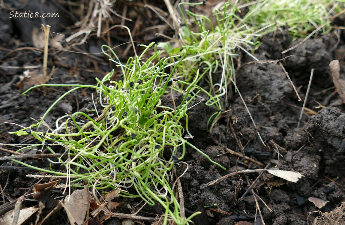 Leek Sprouts growing in the dirt