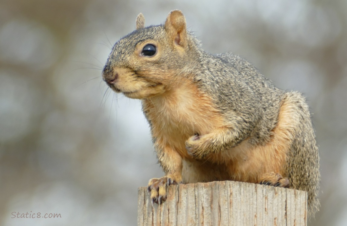 Squirrel sitting on a wood post