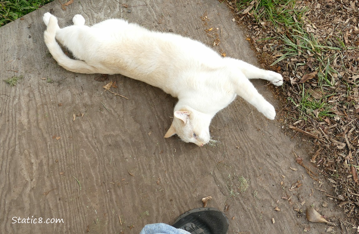 Cream coloured cat sprawled on his back
