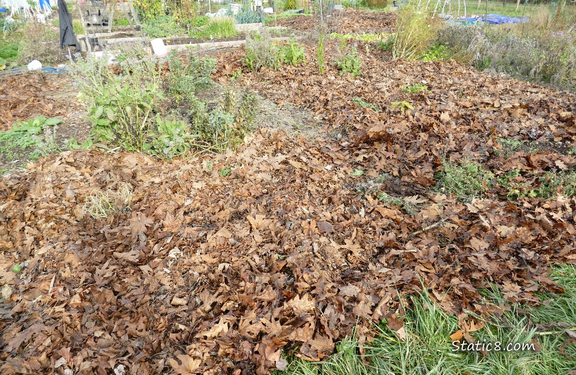 Garden plot covered in dead leaves