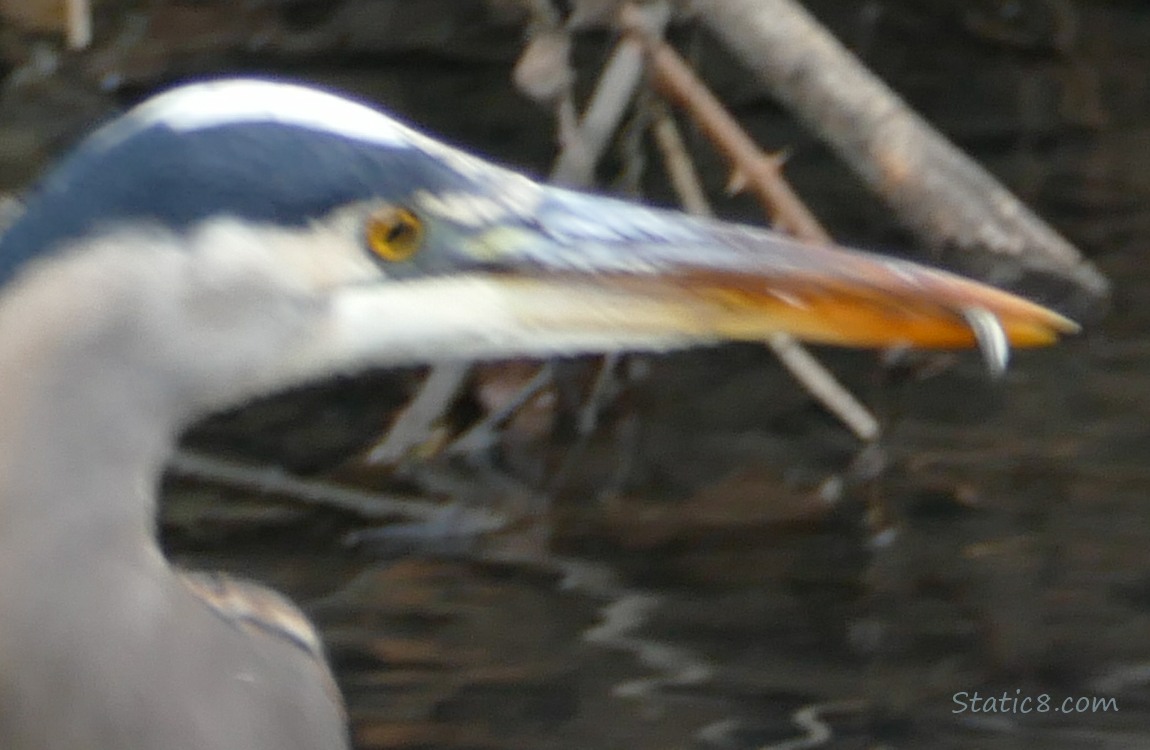 Great Blue Heron with a minnow in her beak