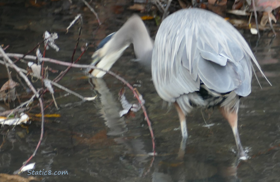 Great Blue Heron strikes!