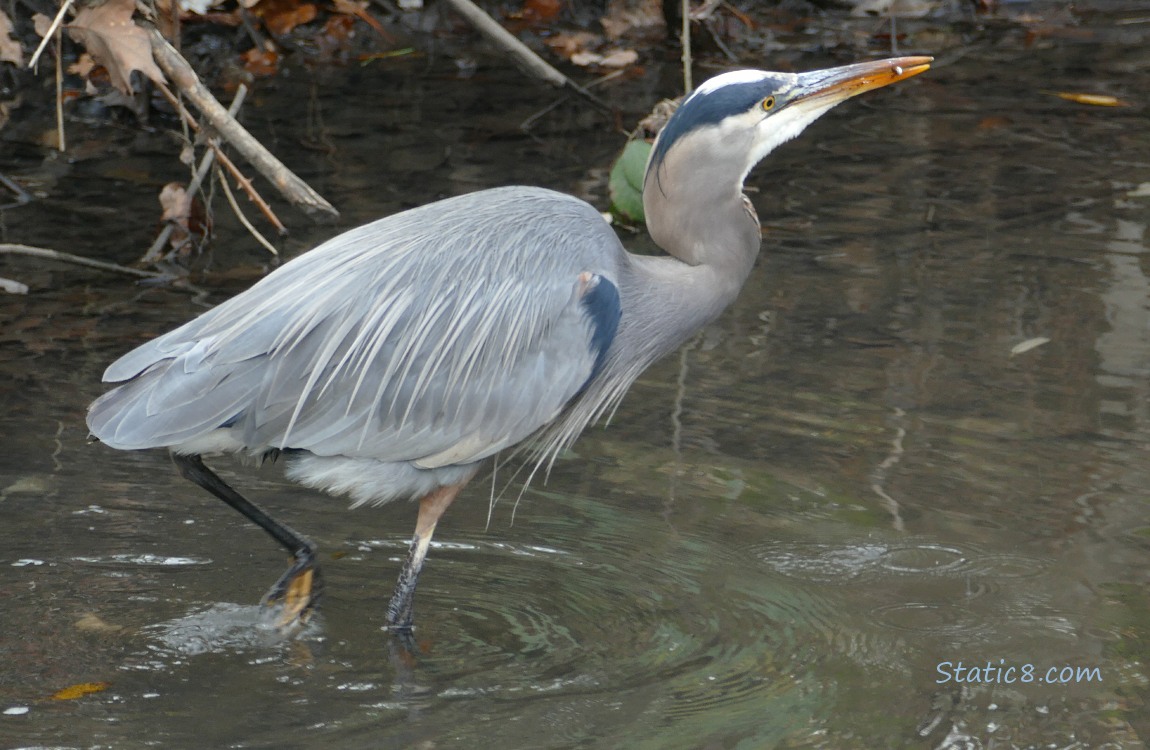 Great Blue Heron with a minnow in her beak