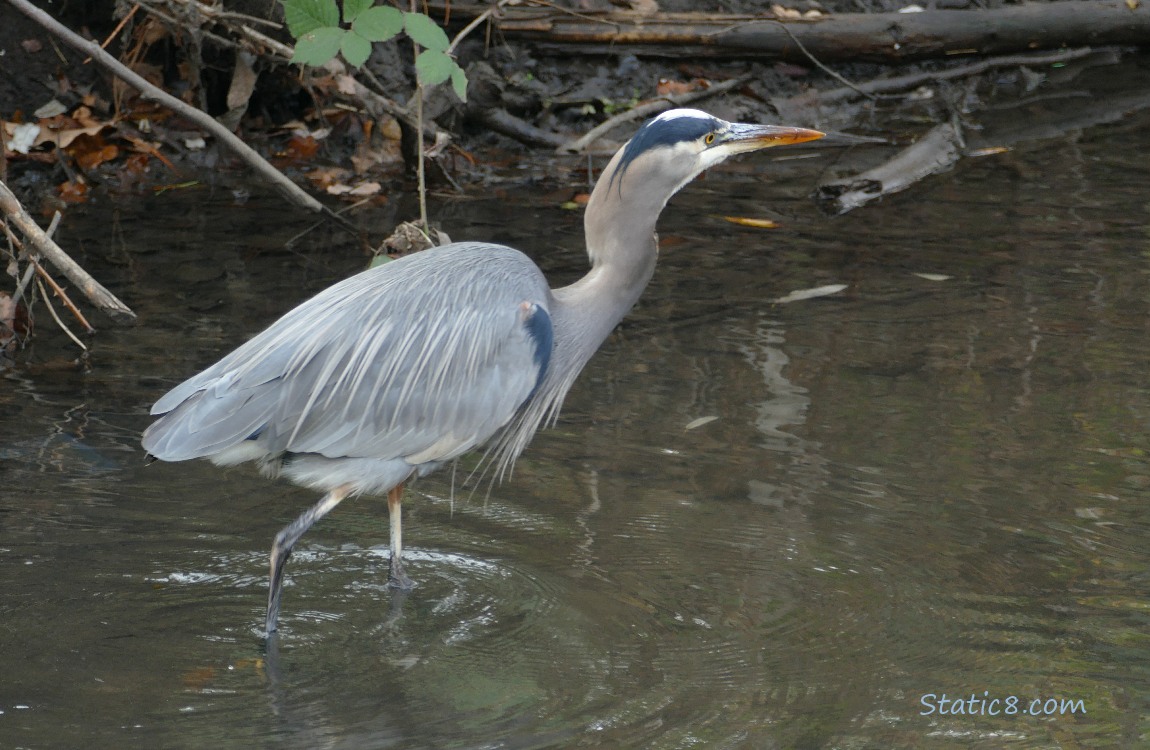Great Blue Heron walks in shallow water near the bank