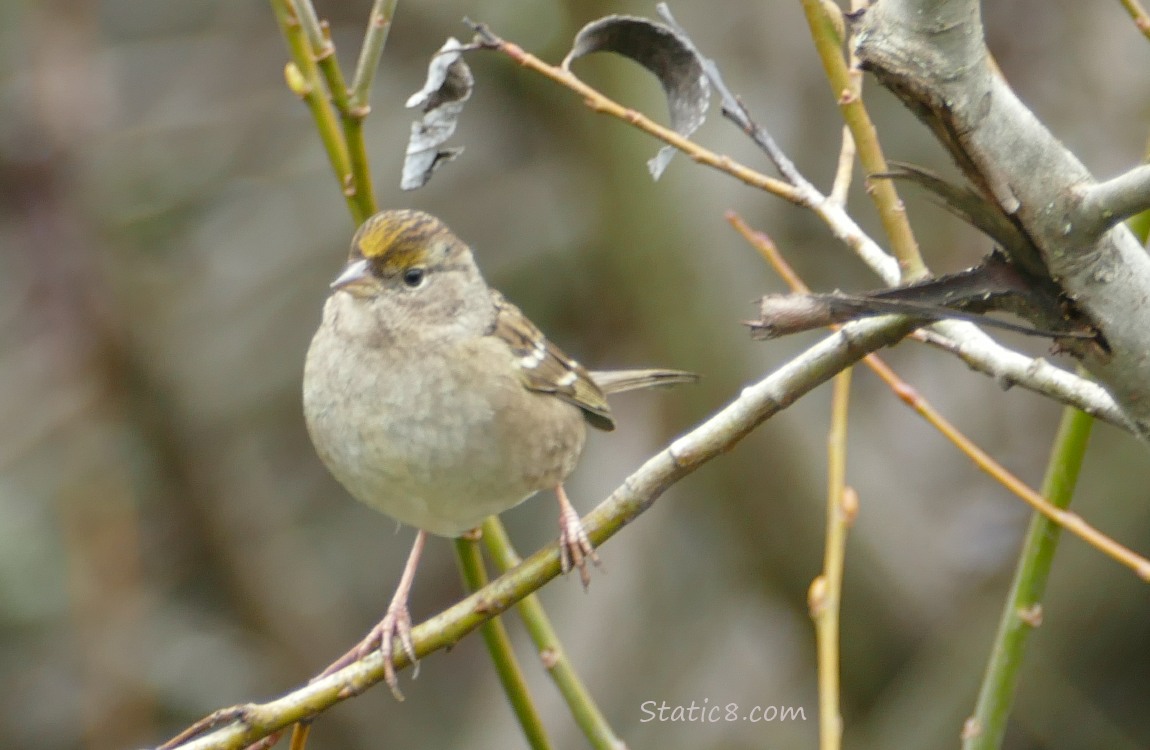 Golden Crown Sparrow standing on a twig