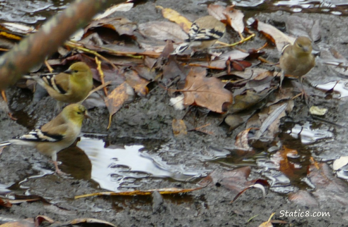 Goldfinches standing around a puddle in the mud