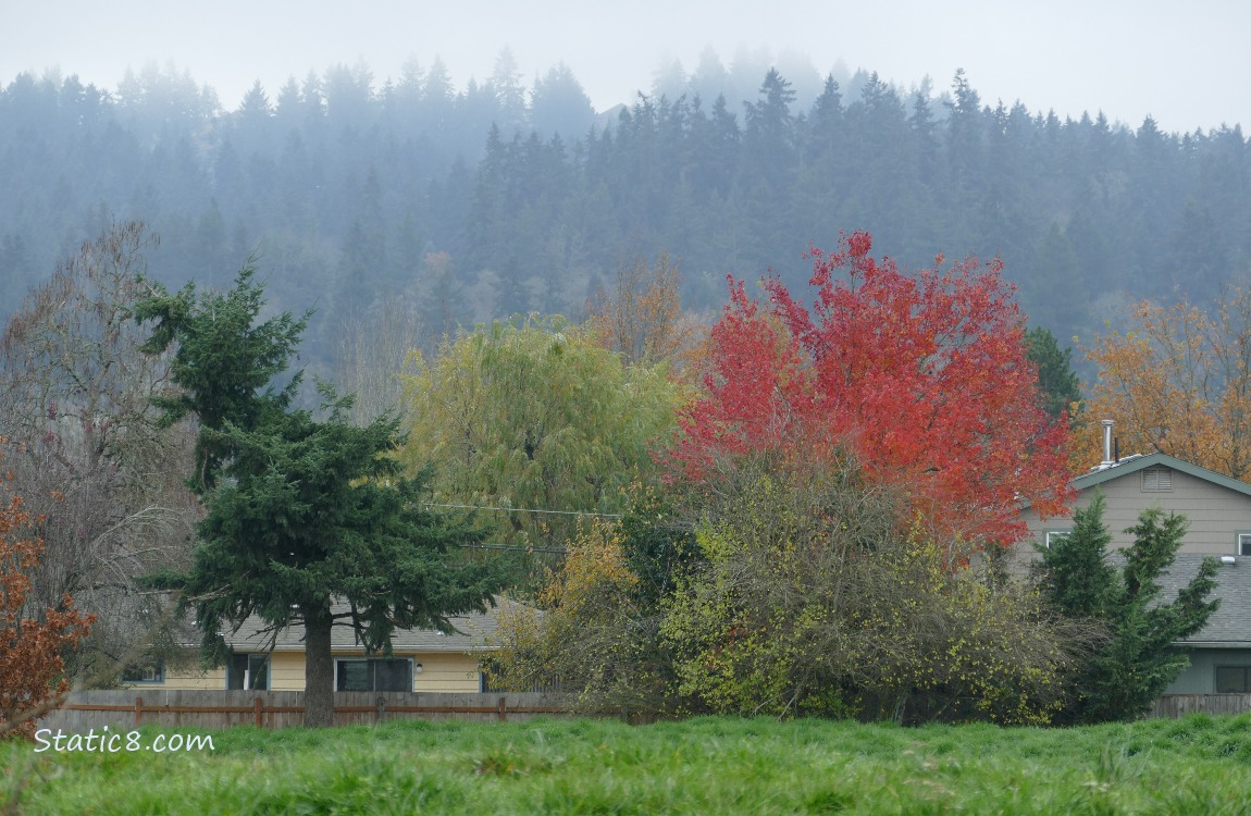 Autumn trees with fir trees on the hill in the distance