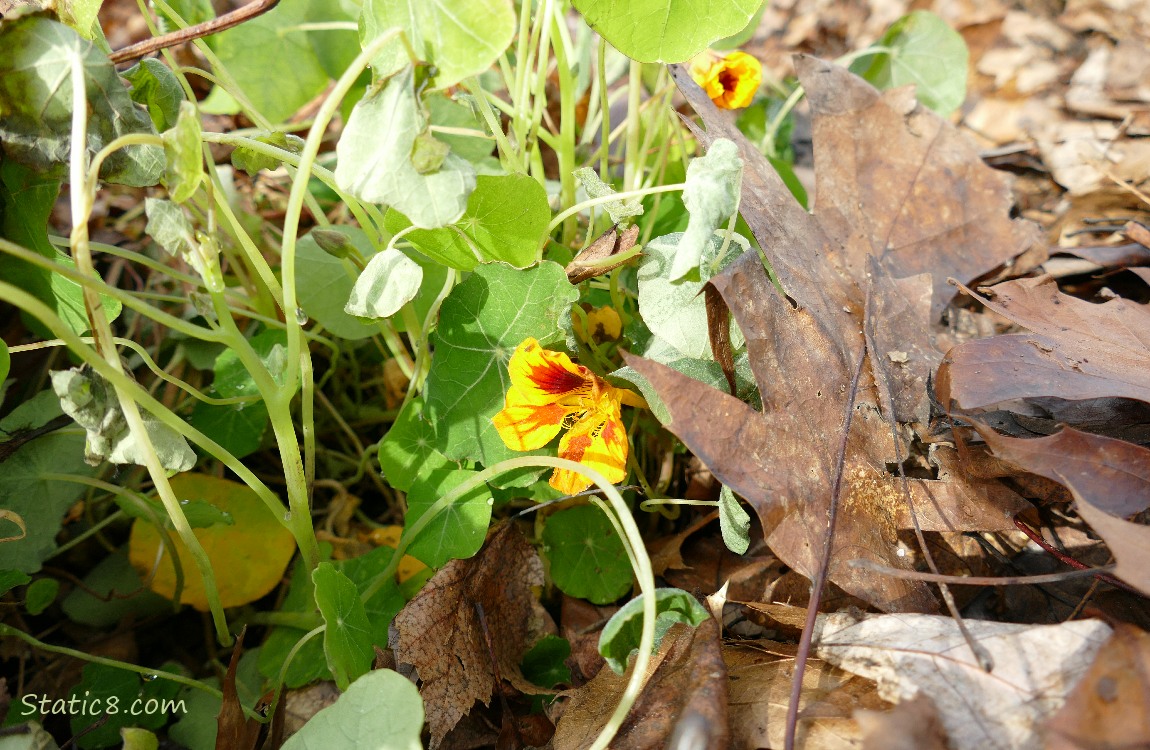 Yellow Nasturtium bloom