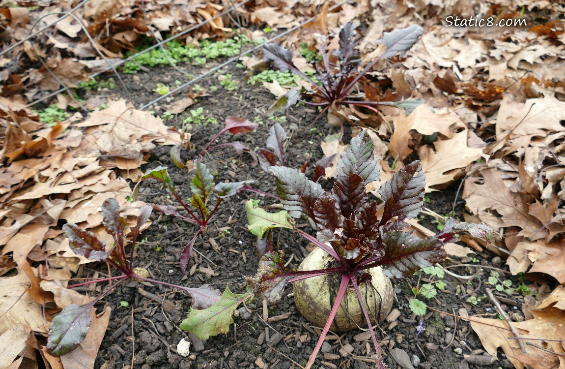 Beets growing in the dirt