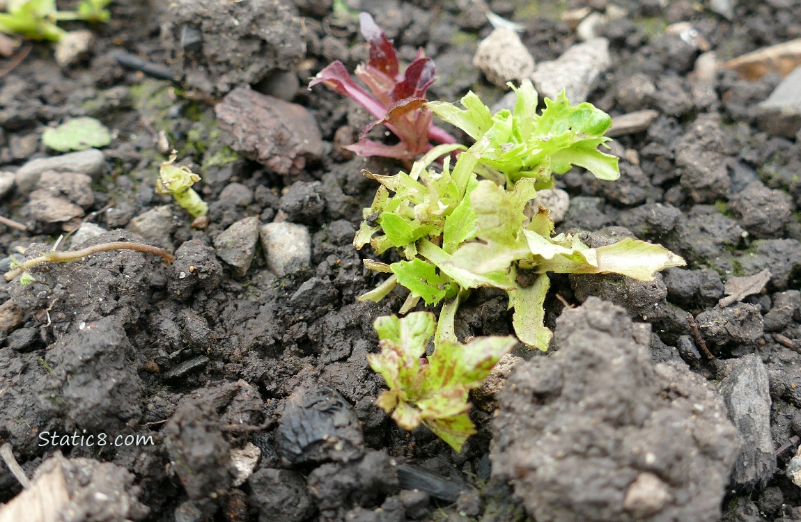 Lettuce seedings munched down by slugs