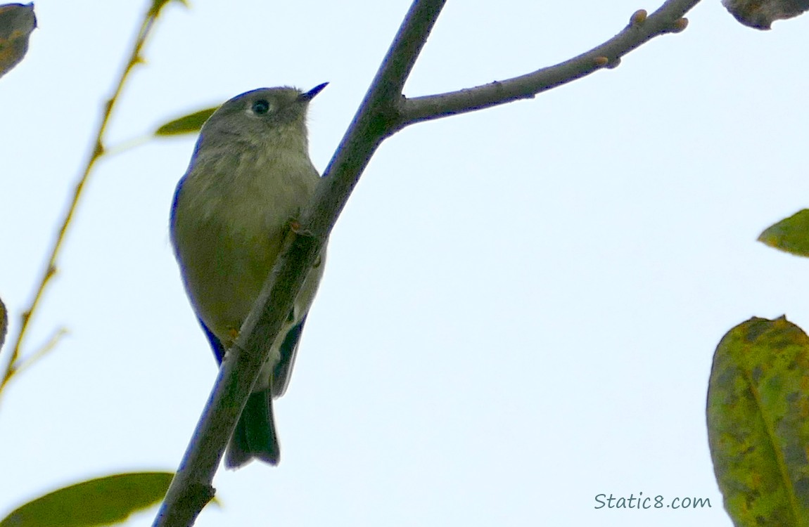 Ruby Crowned Kinglet standing on a twig with grey sky behind
