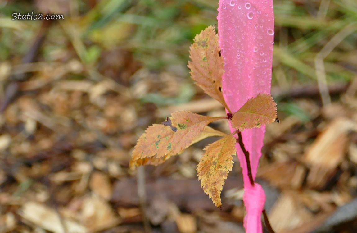 Baby stick of a tree