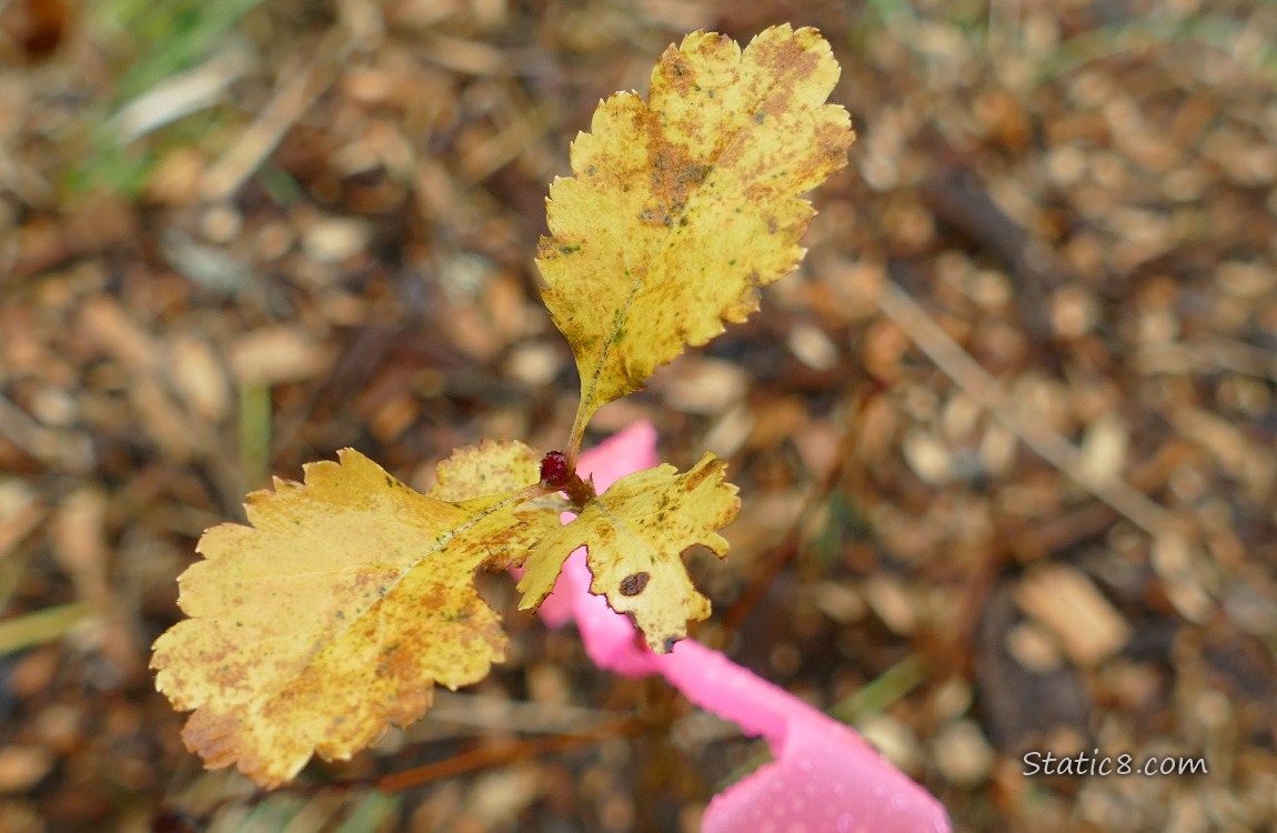 Baby stick of a tree