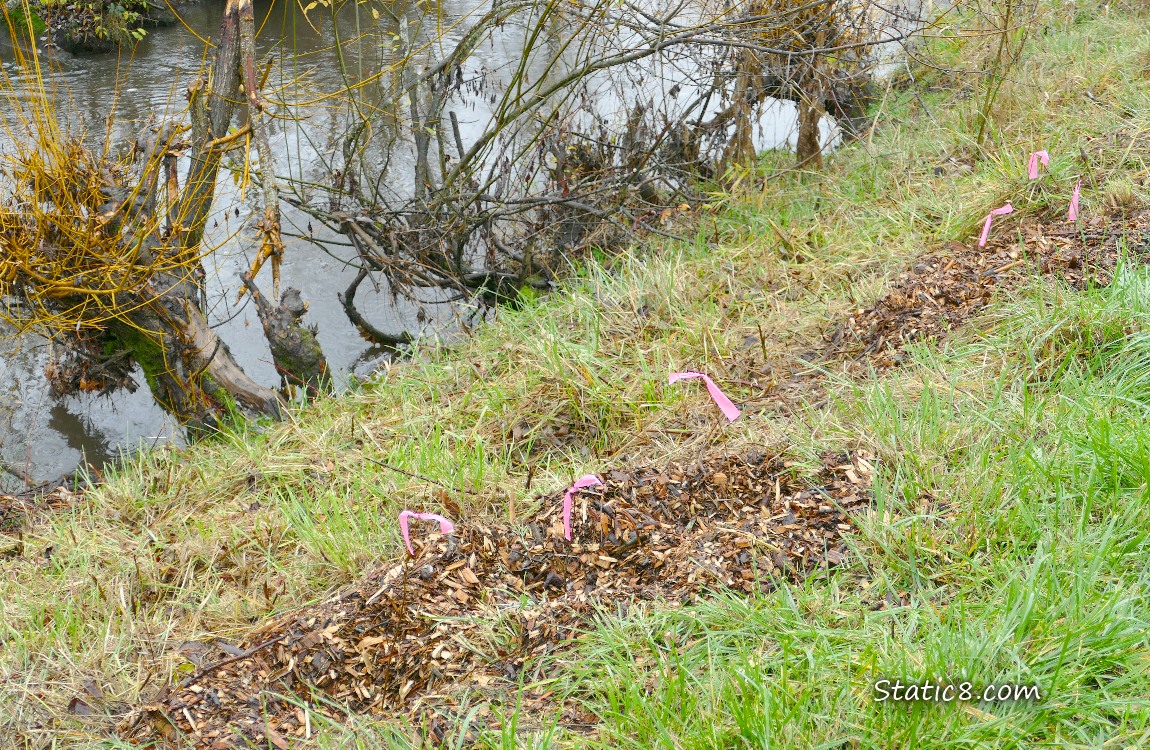 Lookind down the grassy bank to the creek