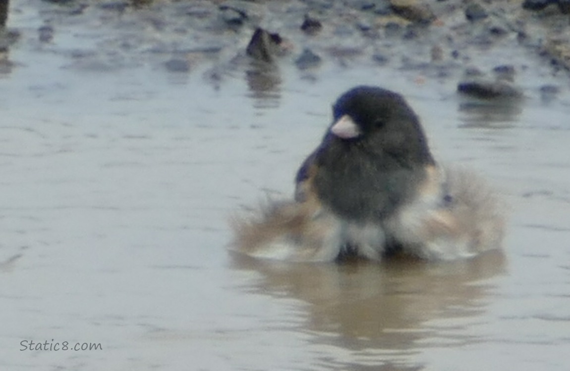 Junco bathing in a puddle